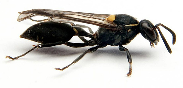 maribondo
