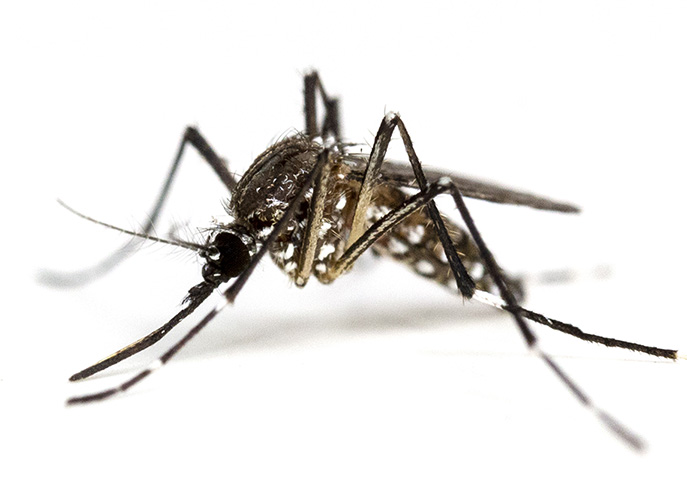 mosquito-