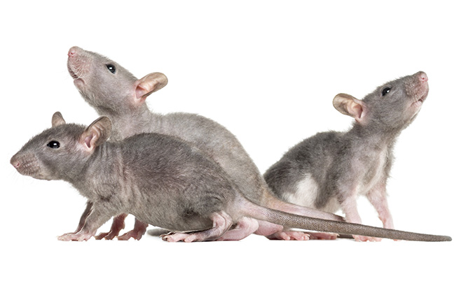 ratoss